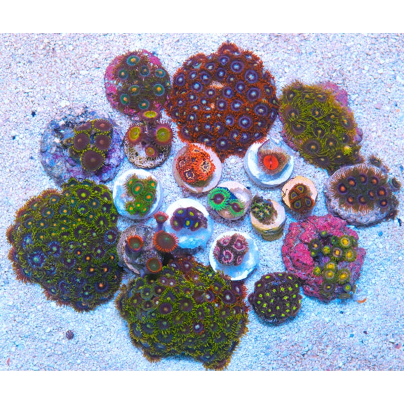 5 pack of Biota Aquacultured Zoanthid Frags
