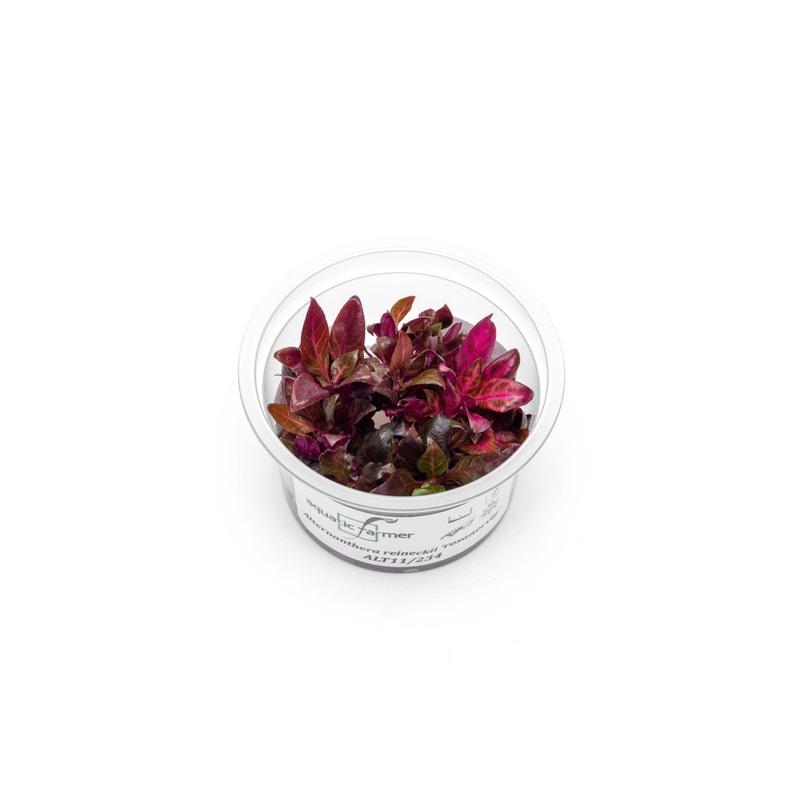 Alternanthera Reineckii Rosanervig Aquatic Farmer Tissue Culture