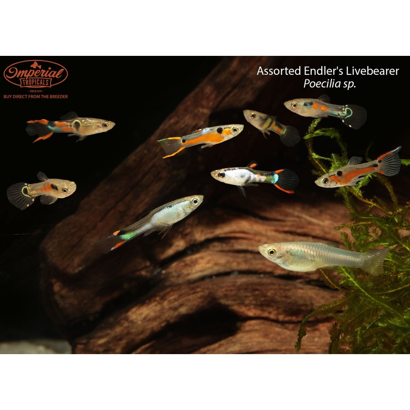 Assorted Endler’s Livebearer 0.5-1″ Female