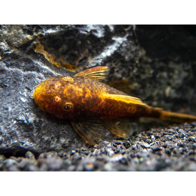 Calico Bristlenose Pleco (Ancistrus sp.) – USA Bred! 1 Juvenile