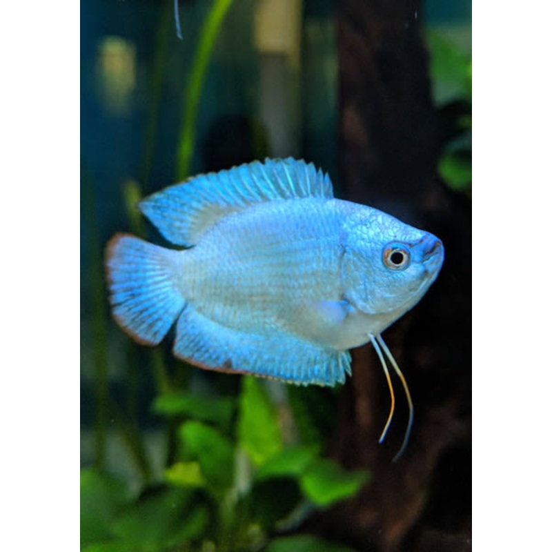 Dwarf Coral Blue Gourami – Trichogaster Lalius 1 gourami