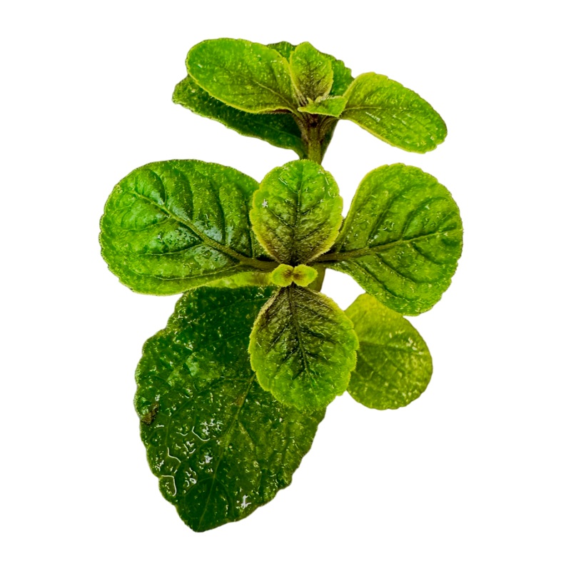 Plectranthus purpuratus Purple Rooted with 6+ leaves