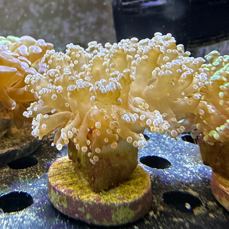 QM Frogspawn Green Pink Tip
