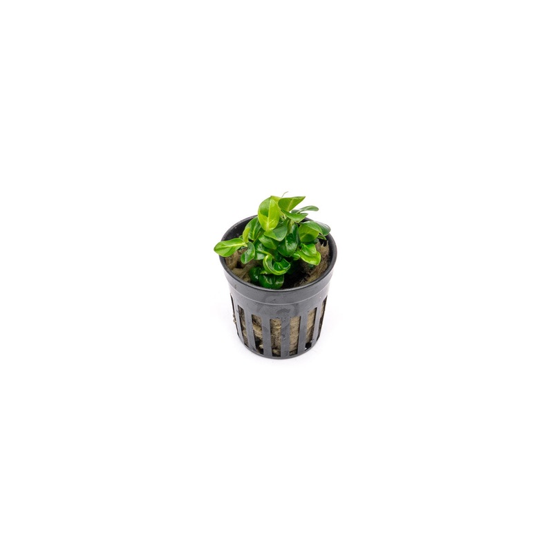 Anubias Stardust Mini
