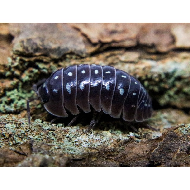 Armadillidium klugii “Montenegro – Pudding” 10