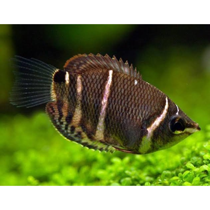 Chocolate Gourami 1 gourami unsex 3-4cm