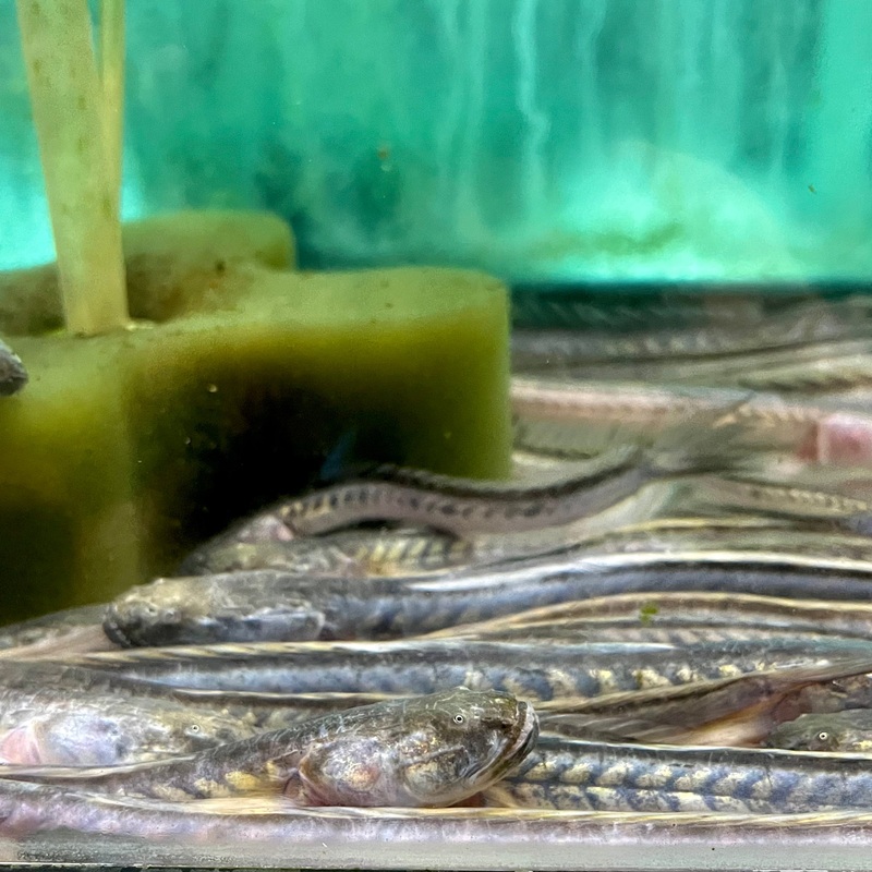 Misc – Dragon Fish XL