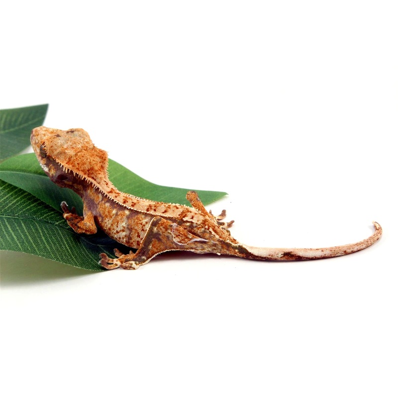 Tricolor Crested Gecko