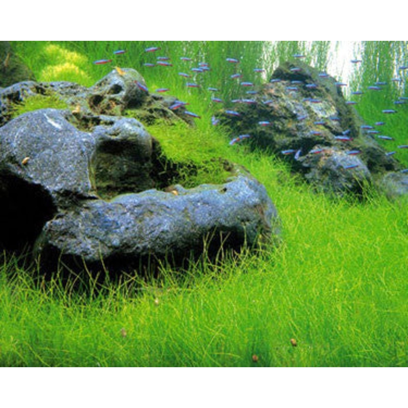 IC298 ADA Tissue Culture Plant – Eleocharis Acicularis