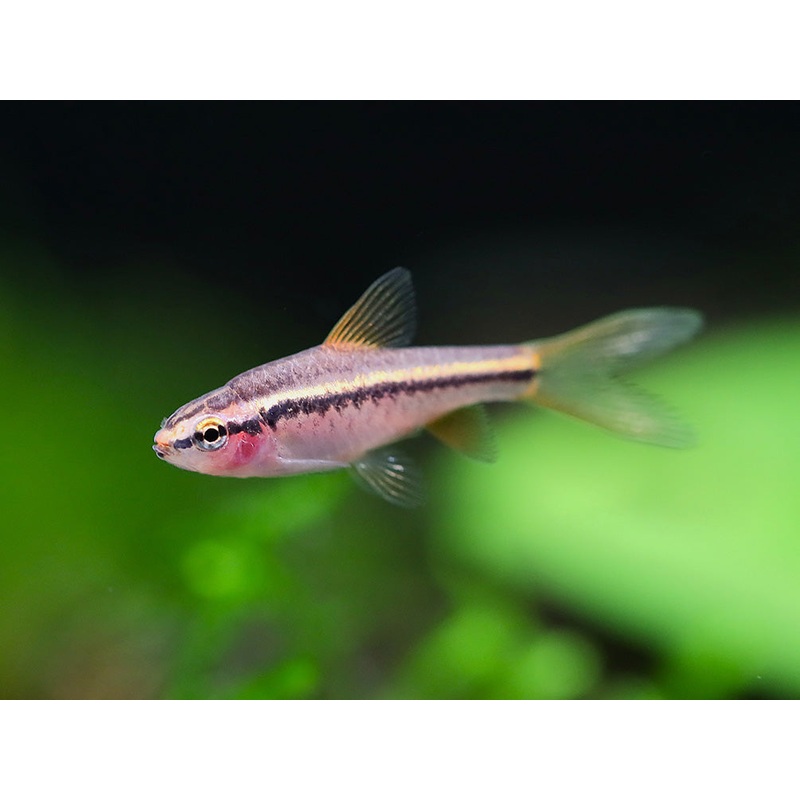 Longfin Cherry Barb (Puntius titteya)  Tank-Bred School of 3: unsexed juveniles