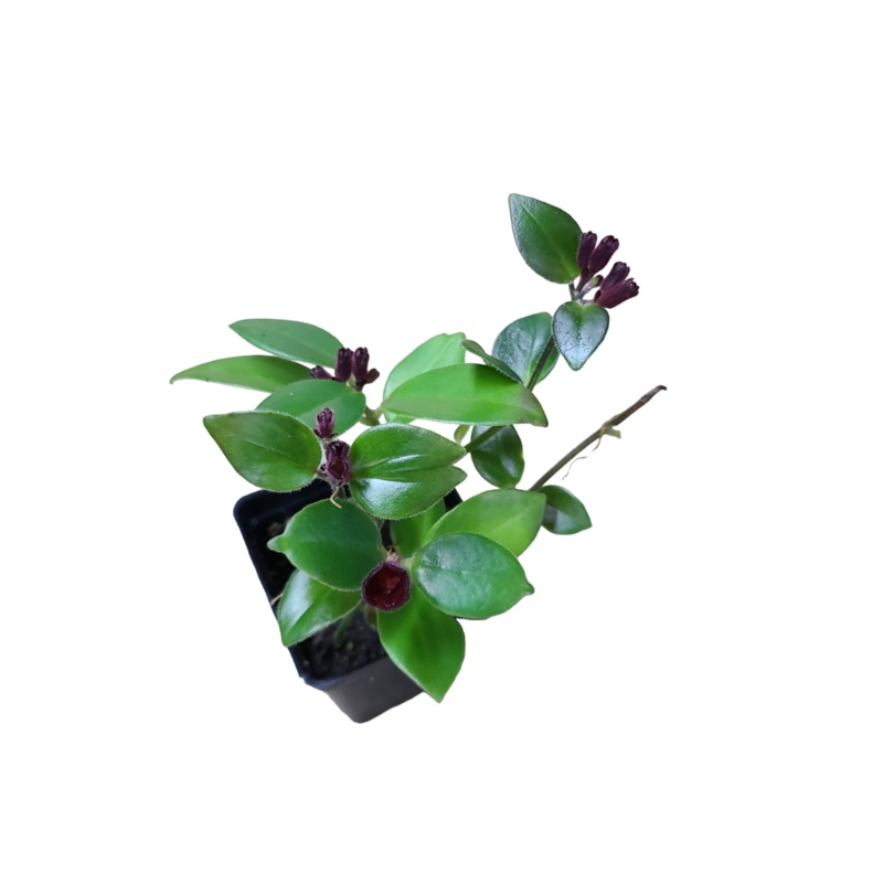 Aeschynanthus spp. Rooted with 6+ leaves