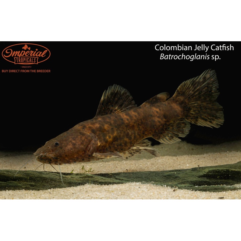 Colombian Jelly Catfish 4-5″ Unsexed