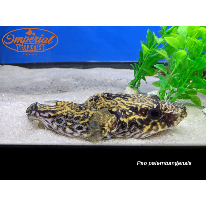 Dragon Puffer 4-5″ Unsexed
