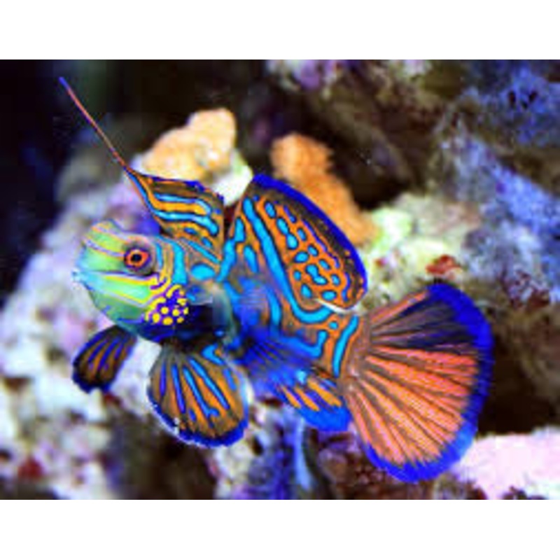 Green Mandarin