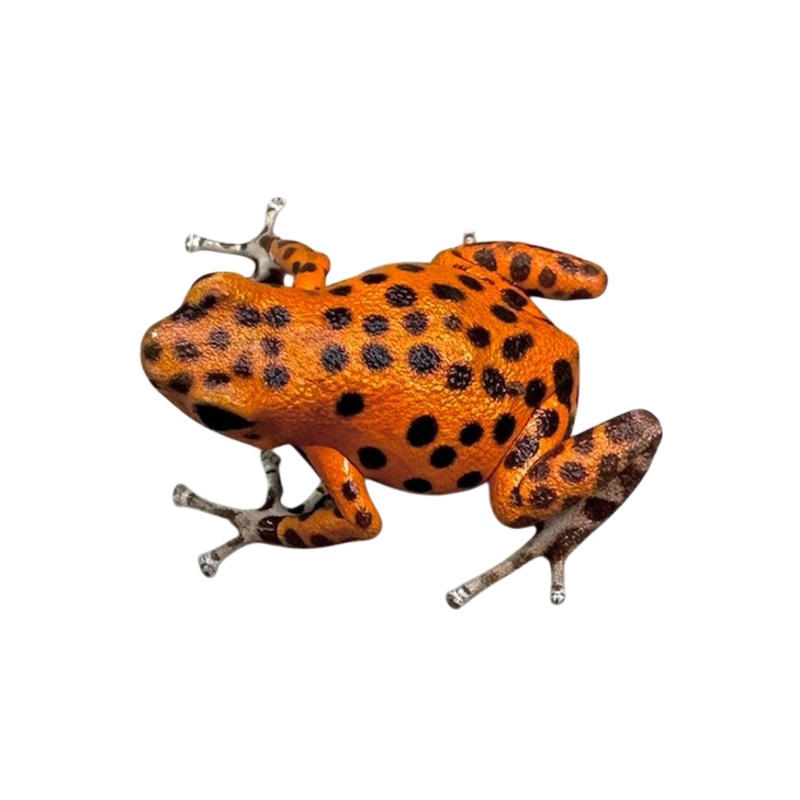 Oophaga pumilio “Bastimentos – Cemetary – Orange” Juvenile
