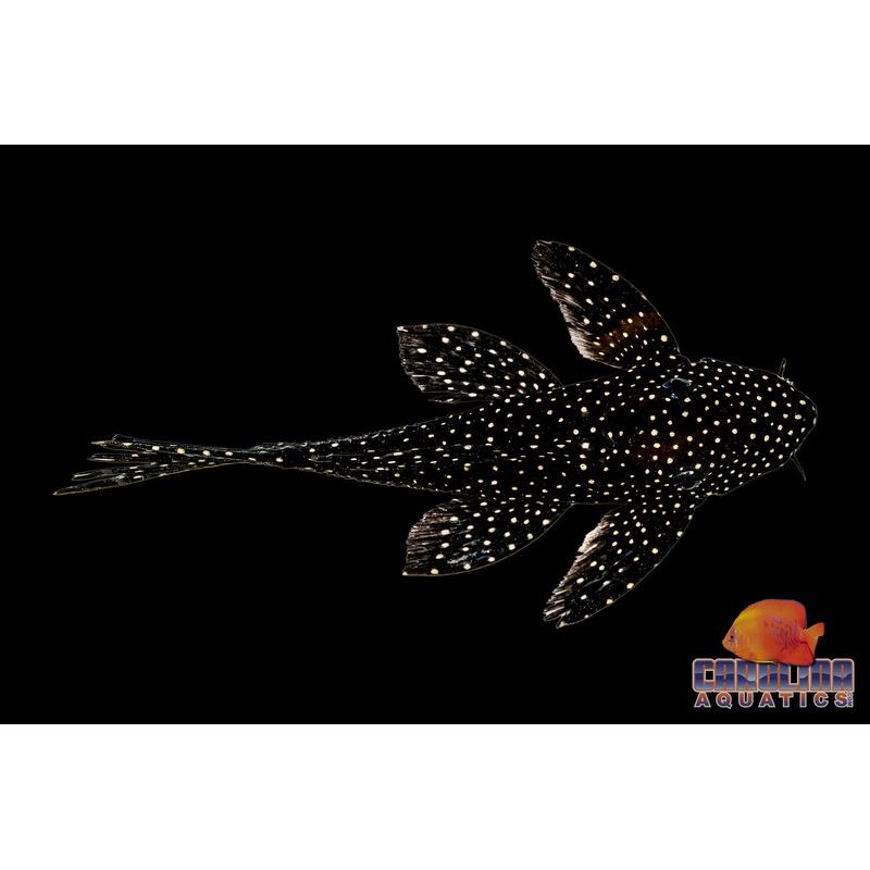 Pleco – Dracula L-240a Lg
