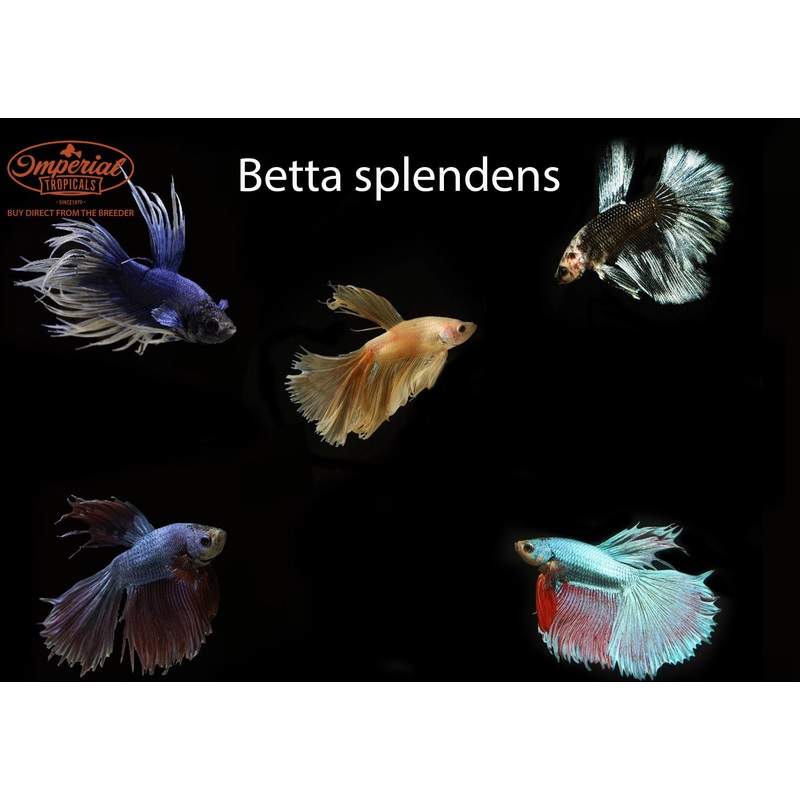 Assorted Betta Splendens 1-2″ Male Crowntail