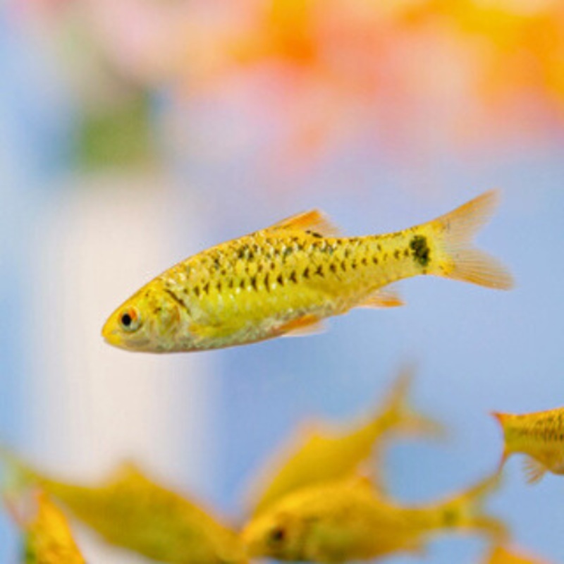 Gold Rosy Barb 3.5 – 5 cm