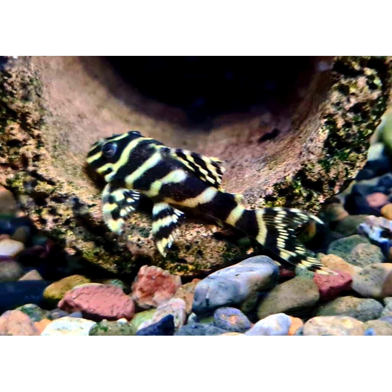 Hypancistrus Sp. L270 (Chocolate Zebra Pleco) 3-4cm