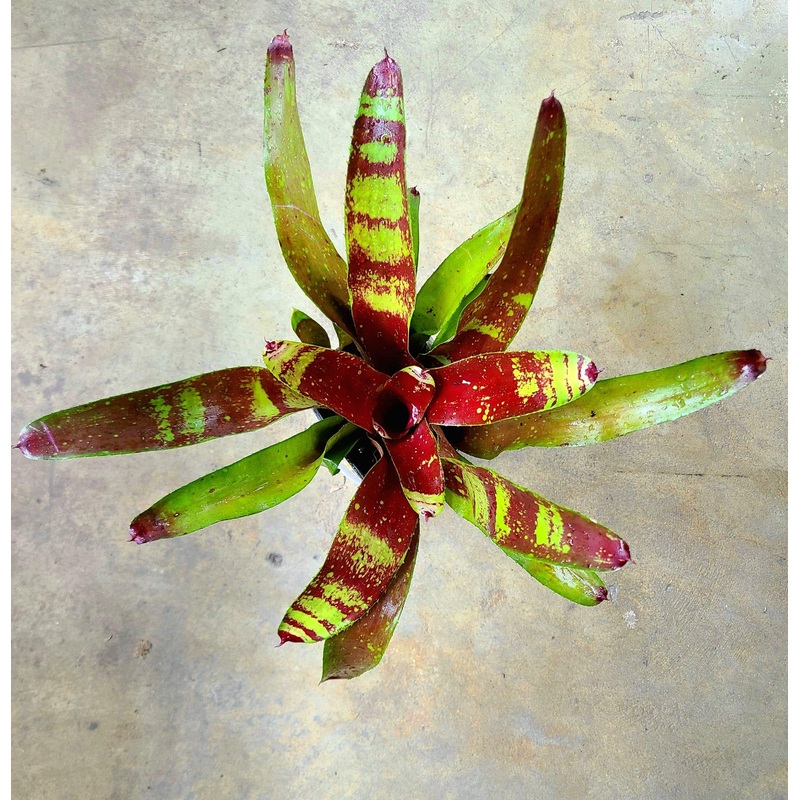 Neoregelia “Gazpacho”