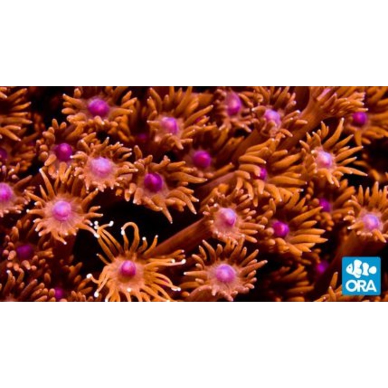 ORA Red Goniopora