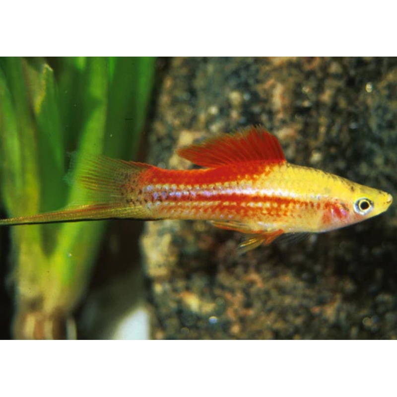 Swordtail – Pineapple Candy 3-6cm
