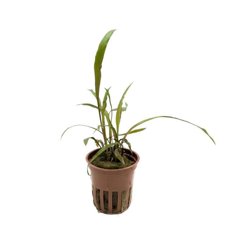 Cryptocoryne spiralis ‘Red’