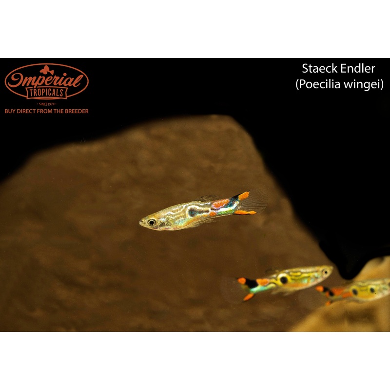 Staeck Endler 0.5-1″ Female