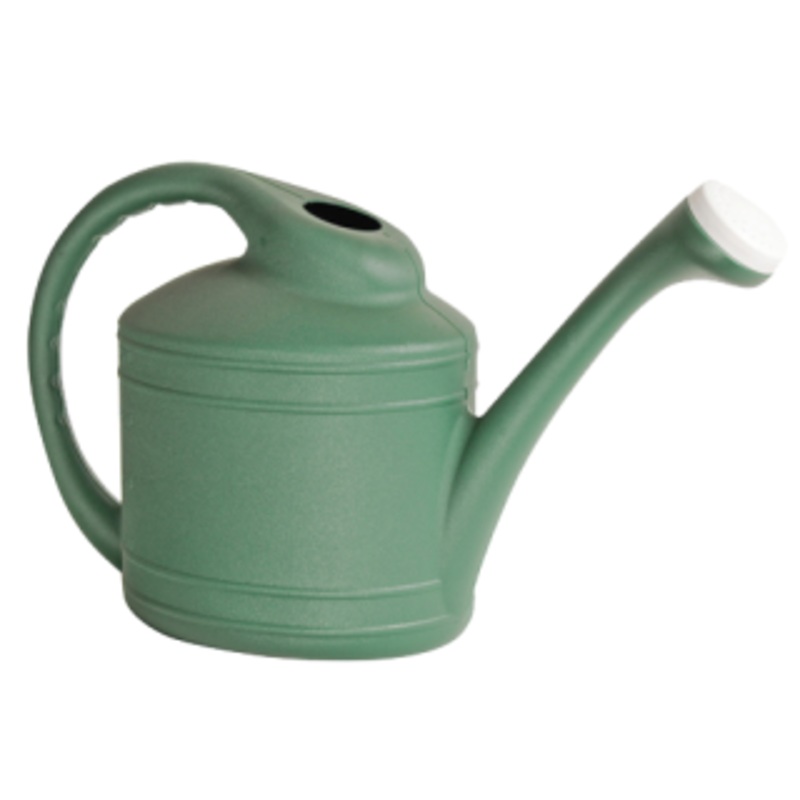 The Ames Watering Can Fern 2-Gallon