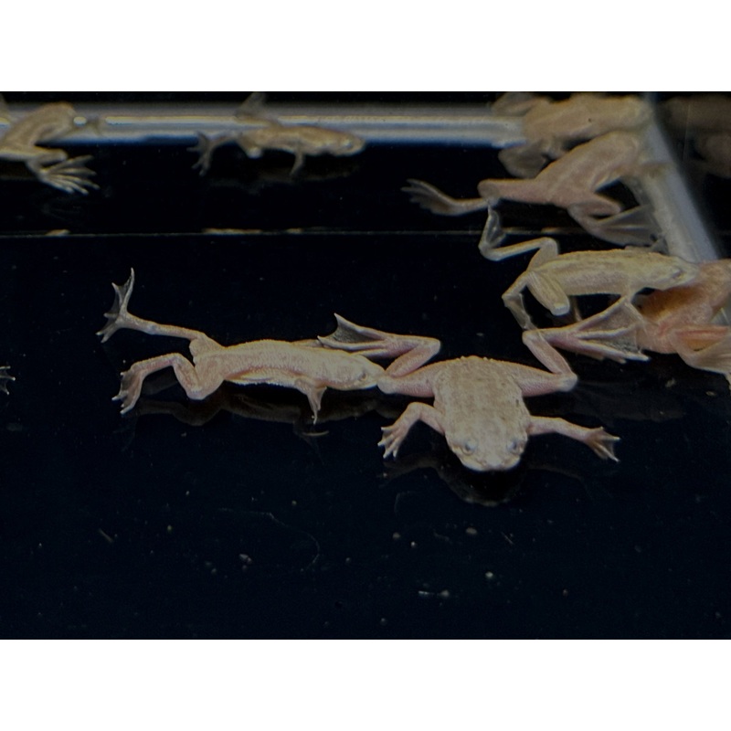 African Dwarf Frog – Blonde Leucistic