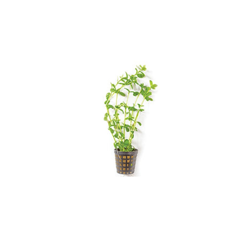 Baby Tears in Mesh Pot