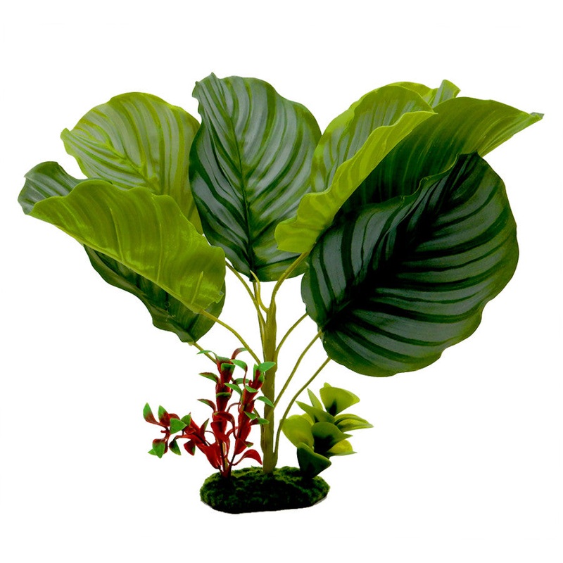 Blue Ribbon Pet Tropical Gardens Variegated Calathea Plant