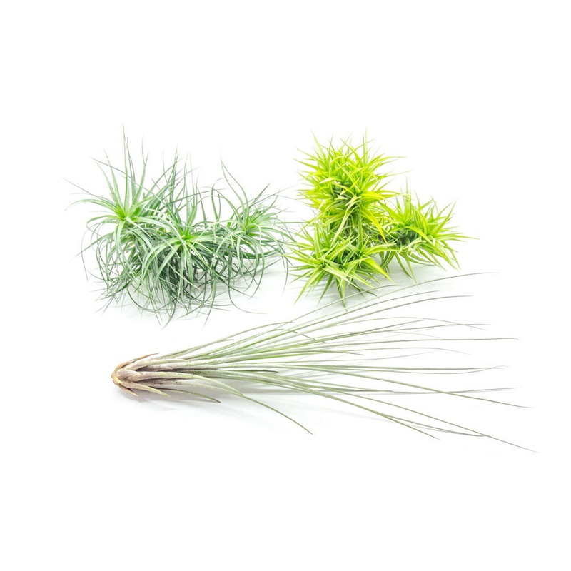 Extra Large Air Plants – Variety Pack 3 Pack