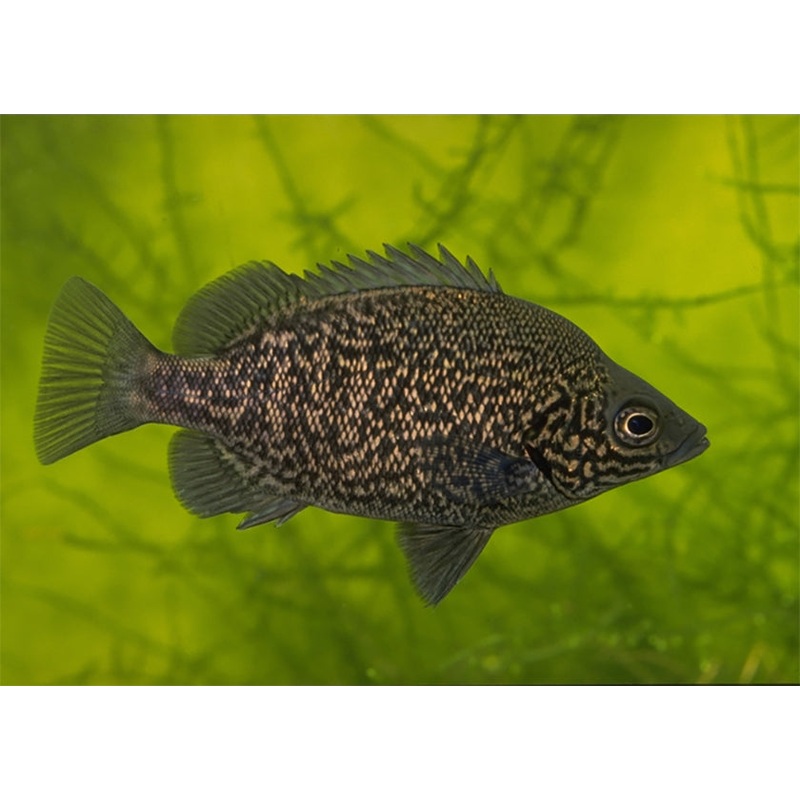 Grunter – Coal 10-15cm