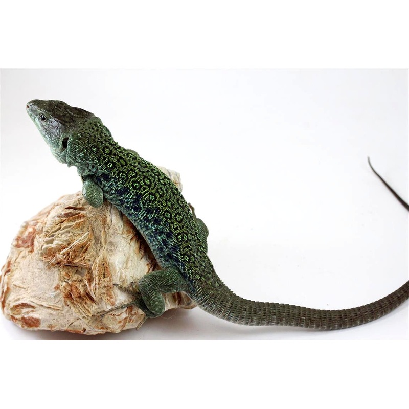 Jeweled Lacerta