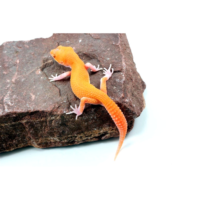 RAPTOR Leopard Gecko