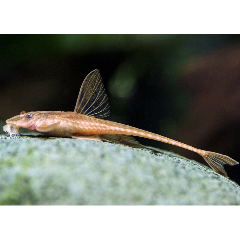 Red Lizard Whiptail Catfish (L010A) – Breeding Colony of 9 fish 7-9cm