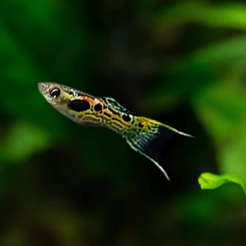 Snakeskin Endler Imported Male