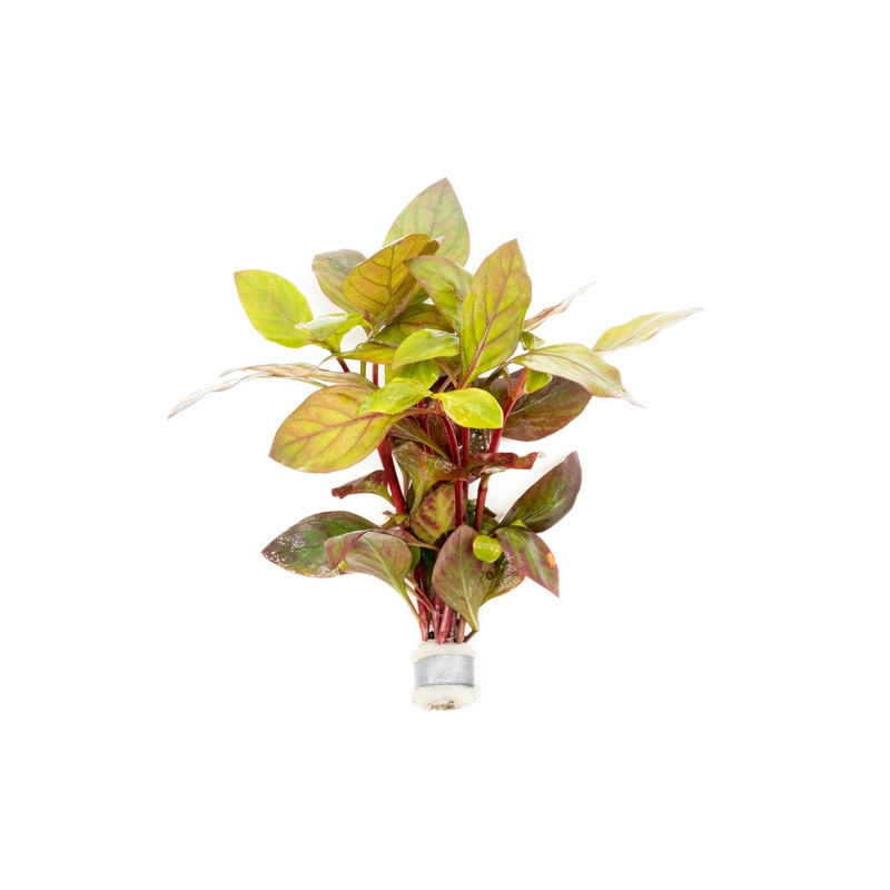 Alternanthera Red Broad Leaf Lead Bunch
