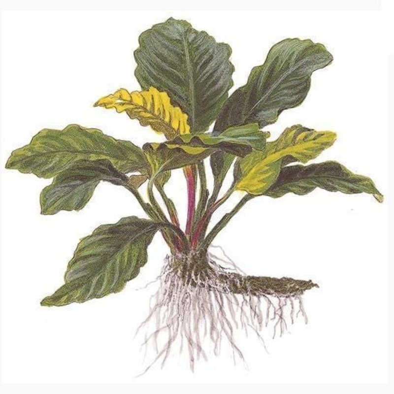 Anubias barteri var. ‘coffeefolia’ In-Vitro ADA