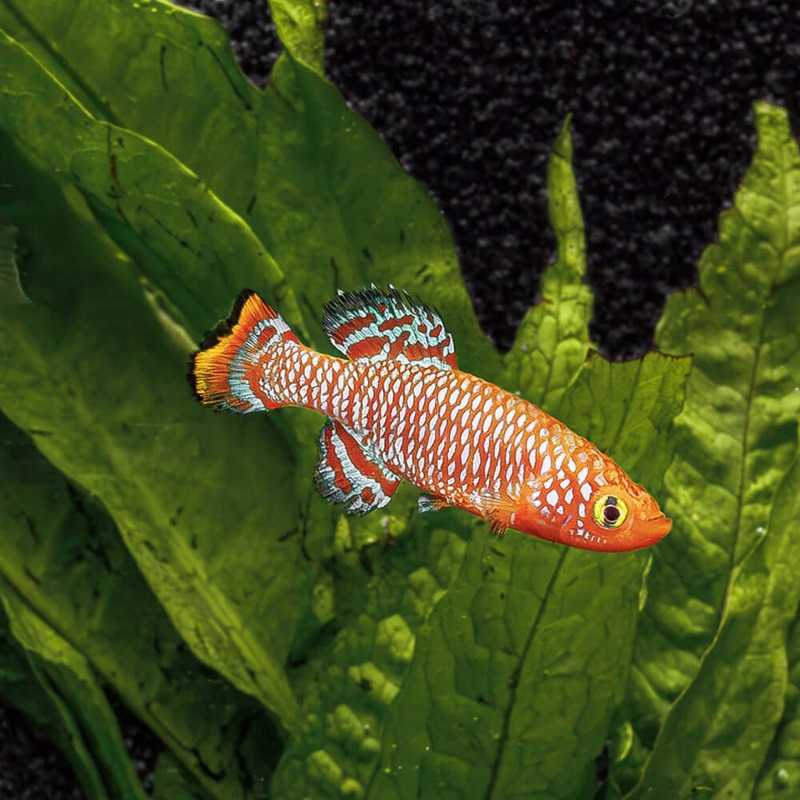 Bluefin Notho | Nothobranchius rachovii beira Imported Male