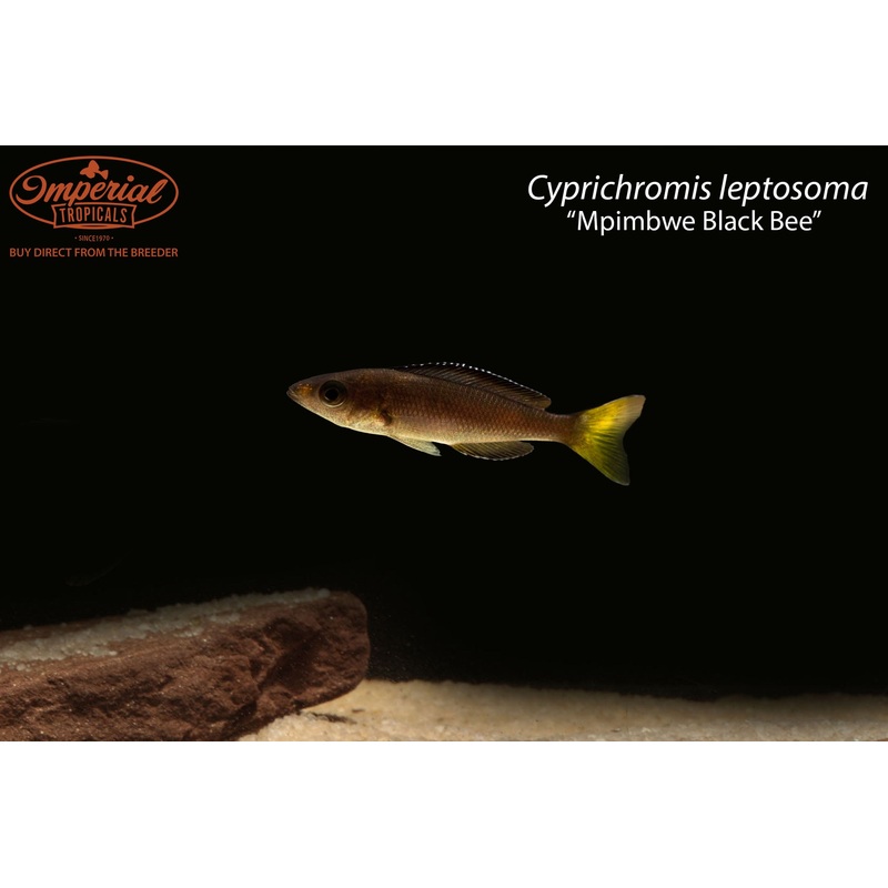 Cyprichromis leptosoma Mpimbwe Black Bee (3 Pack) 1-2″ Unsexed F2