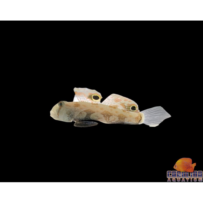Goby – Twinspot