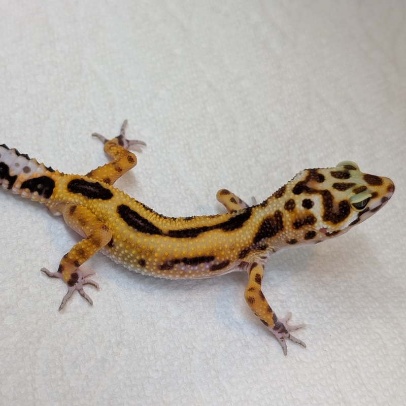 Lizard – Gecko – Leopard Albino Jungle Tangerine