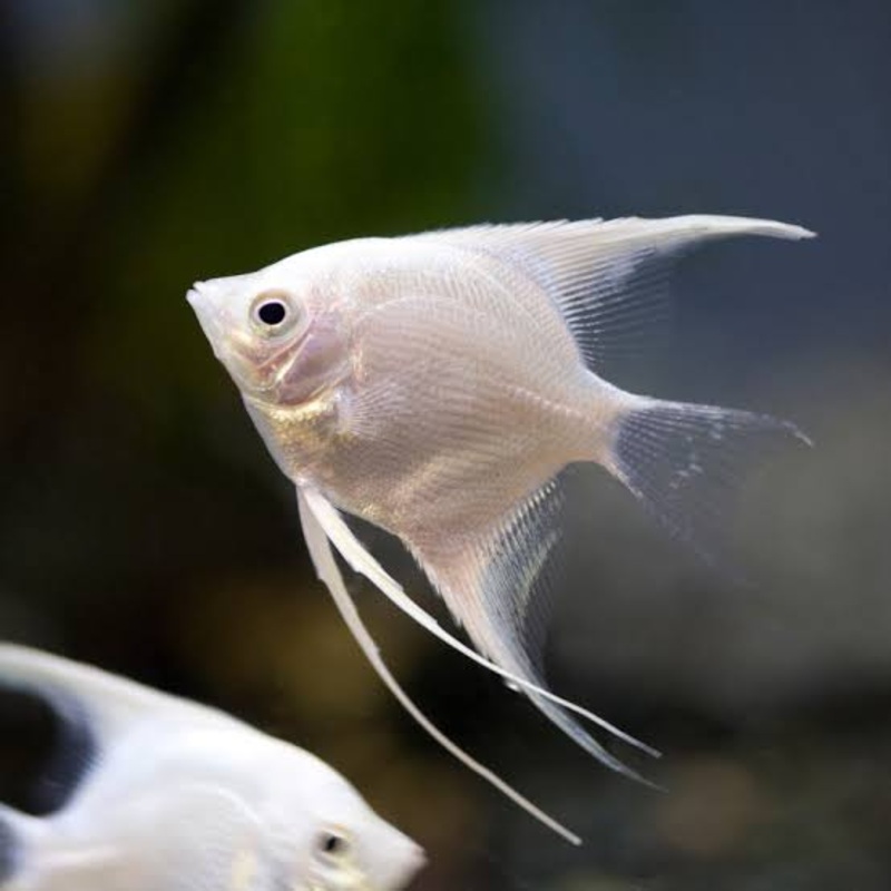 Angel Fish – Platinum 1 Angel fish 4cm