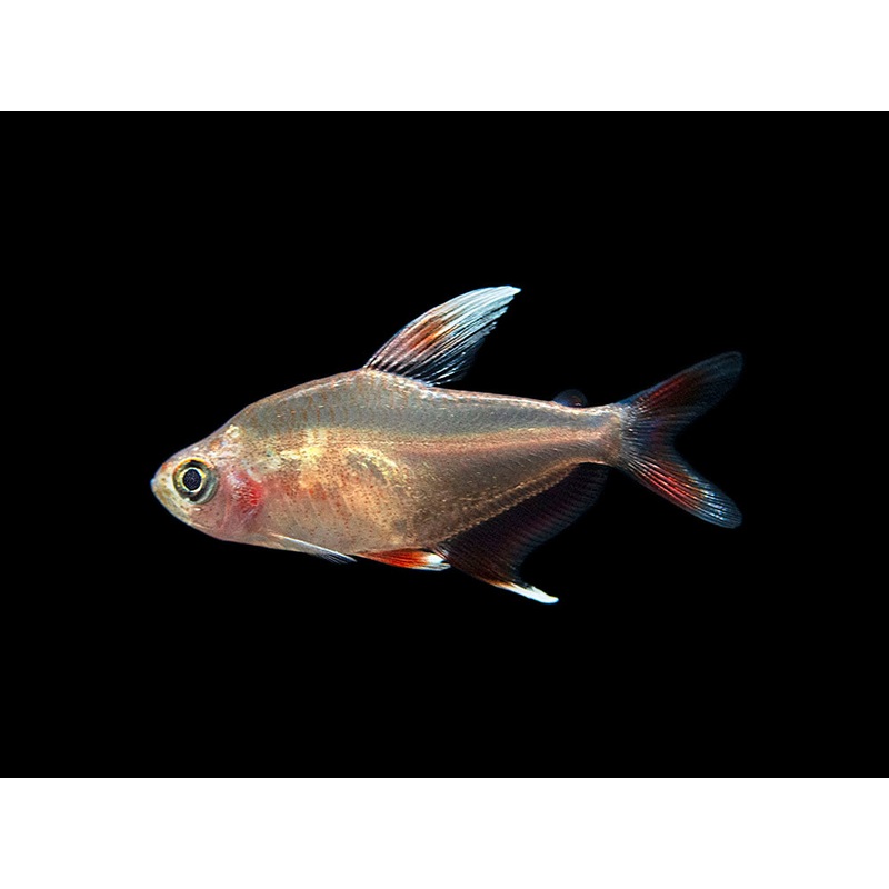 HY511 Candy Cane Tetra (Hyphessobrycon sp.) – Tank-Bred! School of 3