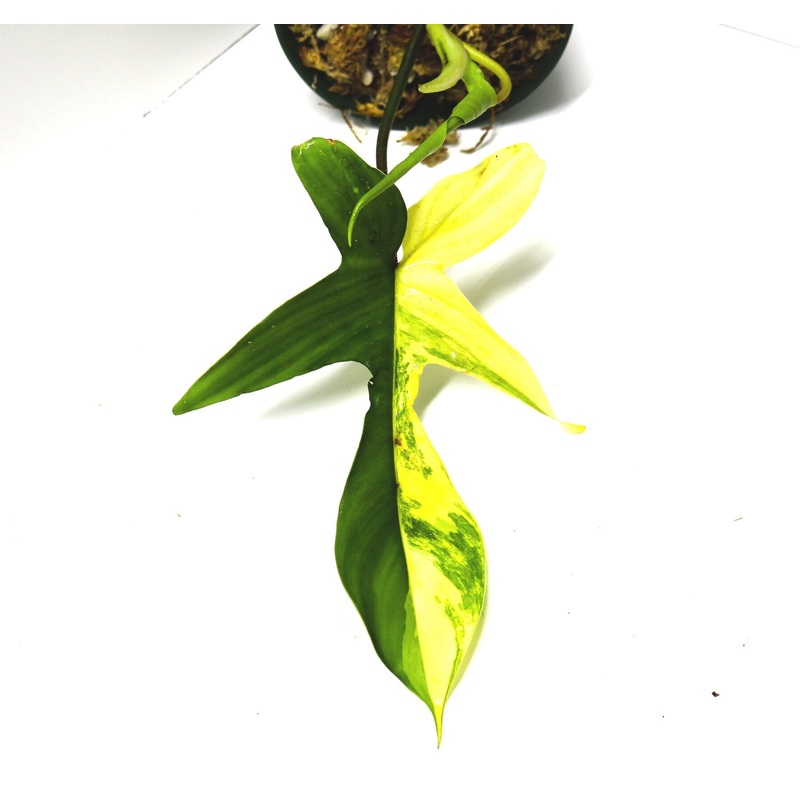 Philodendron “Florida Beauty” 1 leaf cutting