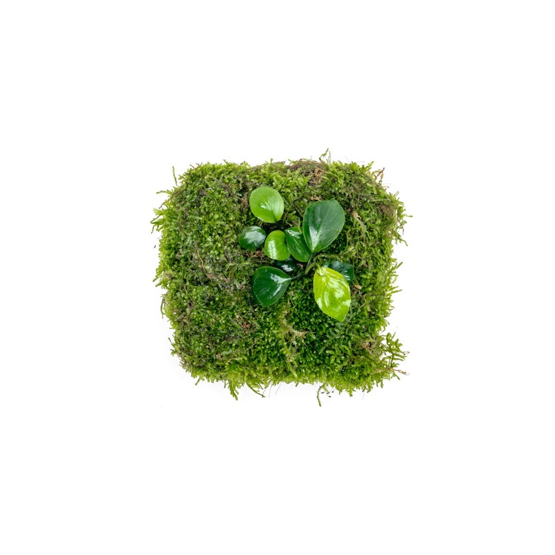 Anubias Nana u0026 Christmas Moss – Foresta Mat