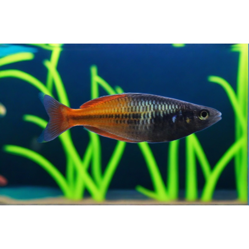 Boesemani Rainbow 3-4″