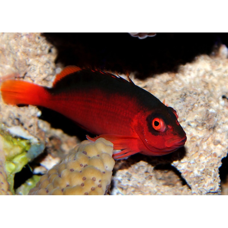 Hawkfish – Flame Medium
